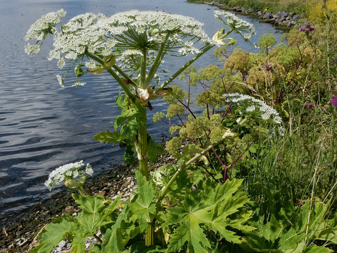 hogweed-3 Giant Hogweed