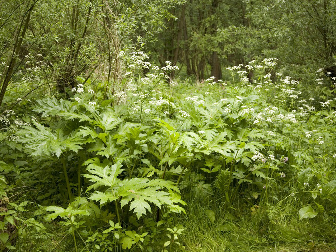 hogweed-4 Giant Hogweed