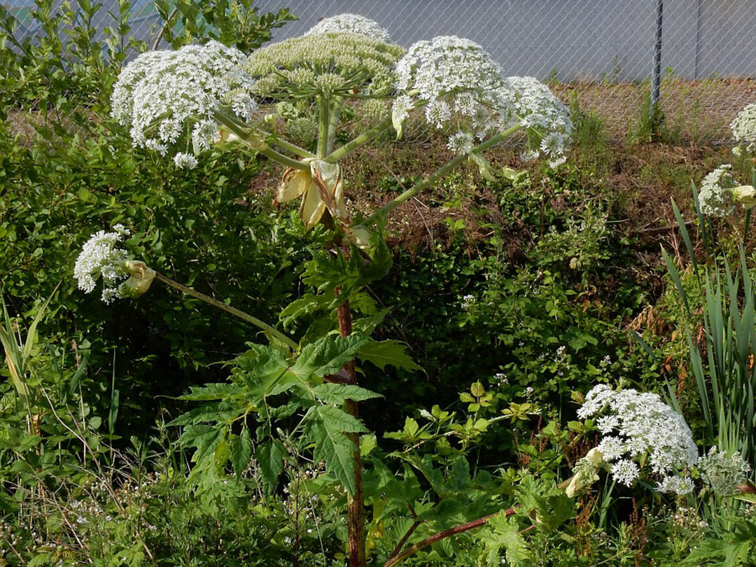 hogweed-5 Giant Hogweed