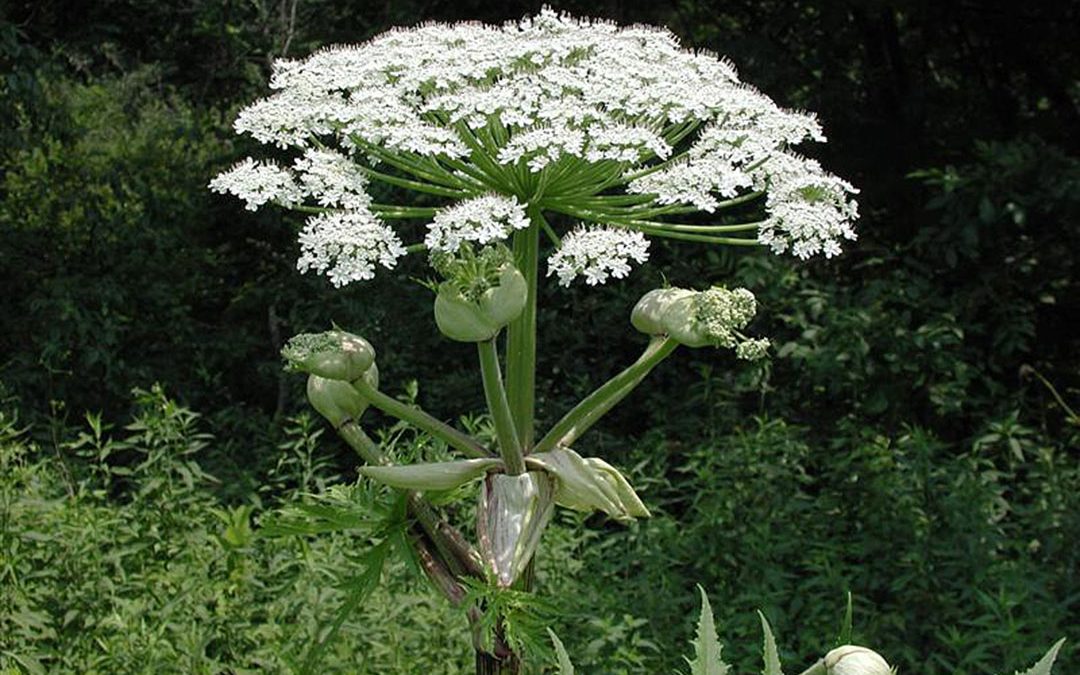 Giant Hogweed