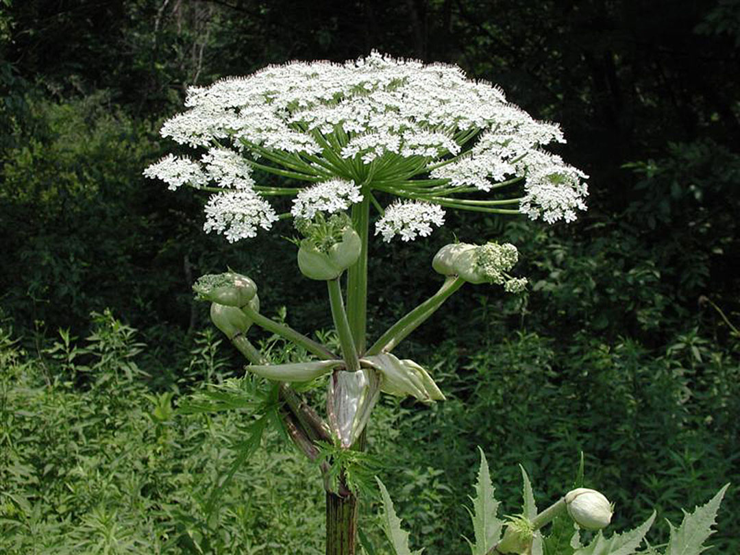 hogweed-main Giant Hogweed
