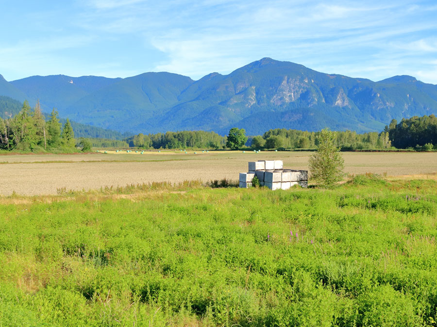 Impacts of Invasive Plants
