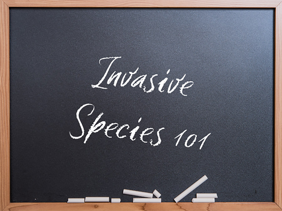 Invasive Species Education