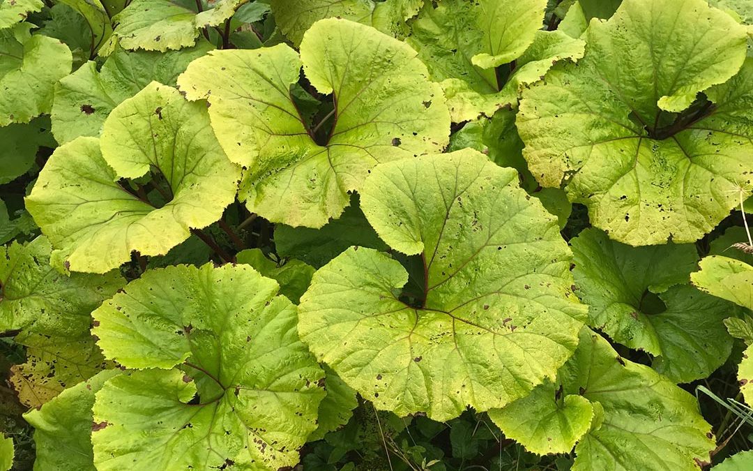 Japanese Butterbur