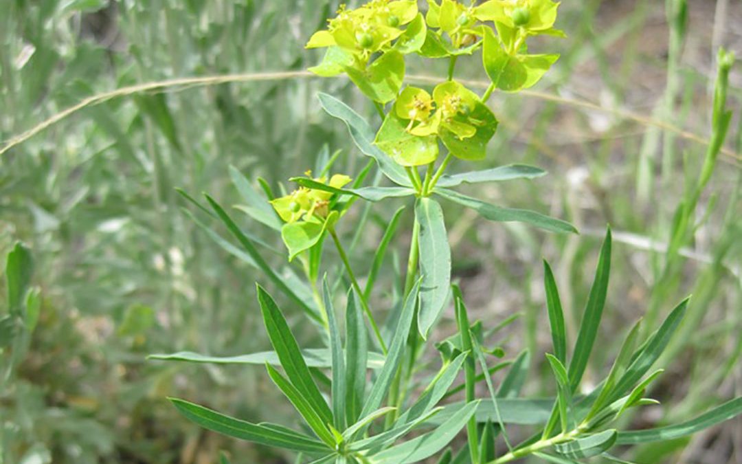 Leafy Spurge