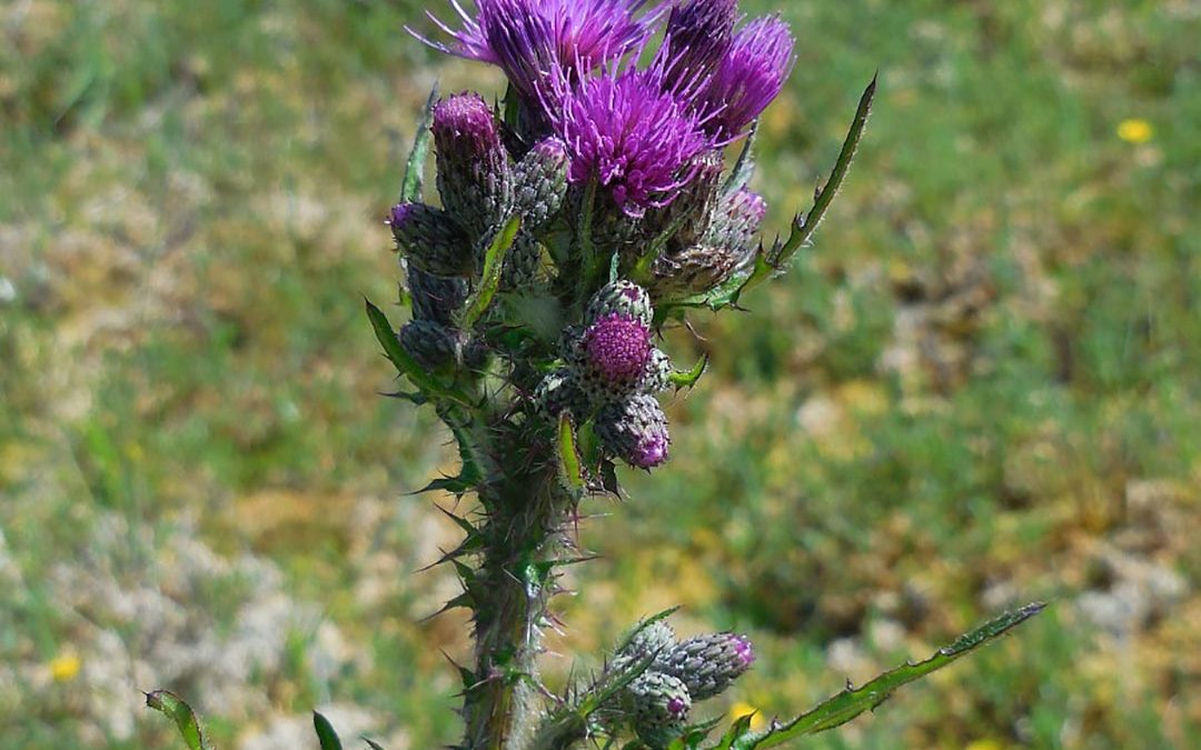March Plume Thistle