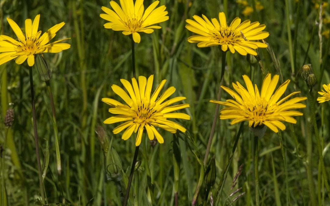 Meadow Goat’s Beard