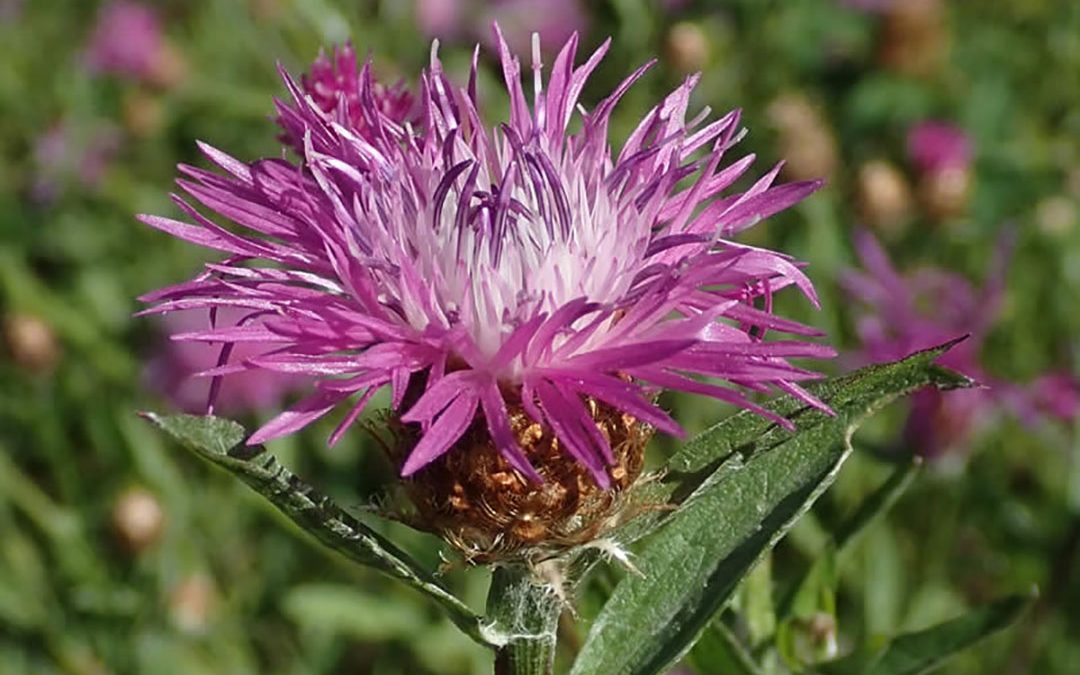 Meadow Knapweed