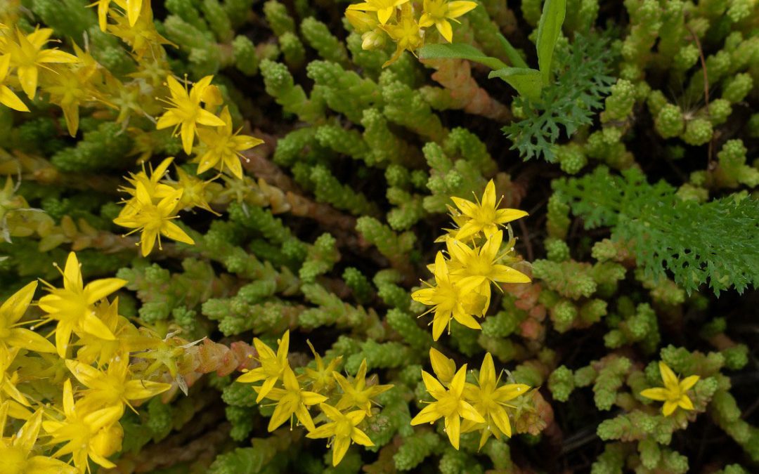 Mossy Stonecrop