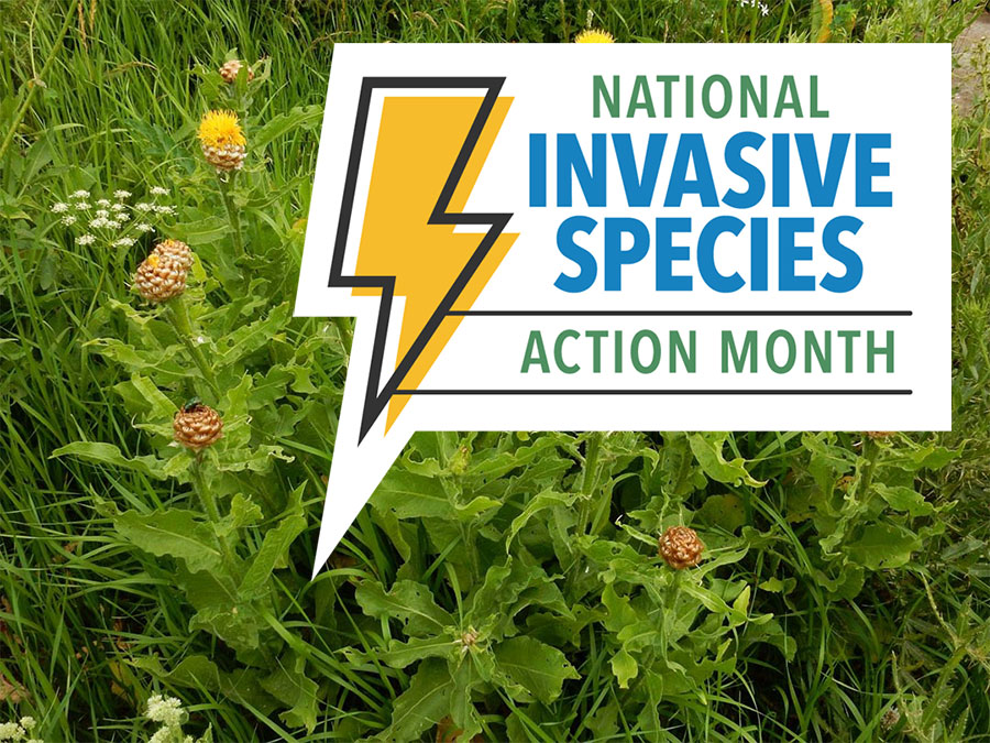 National Invasive Species month