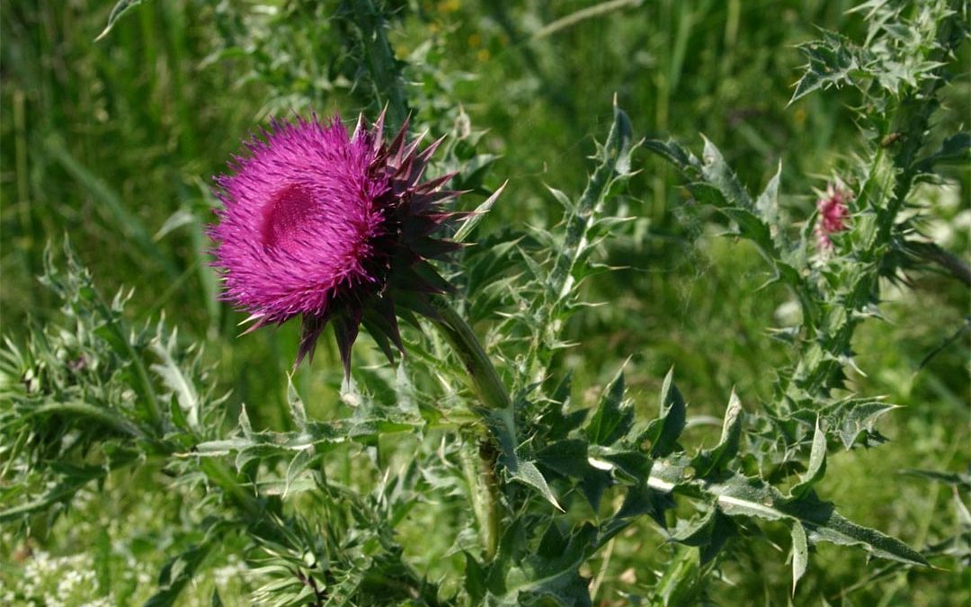 Nodding Thistle
