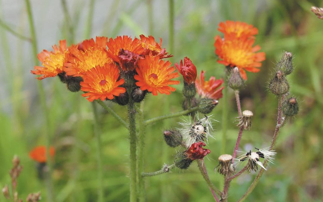 Orange Hawkweed