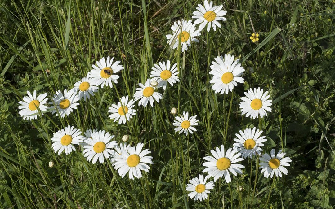 Oxeye Daisy