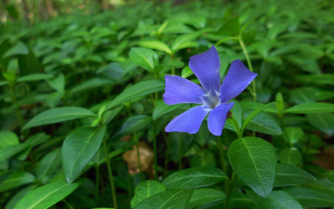 Common Periwinkle
