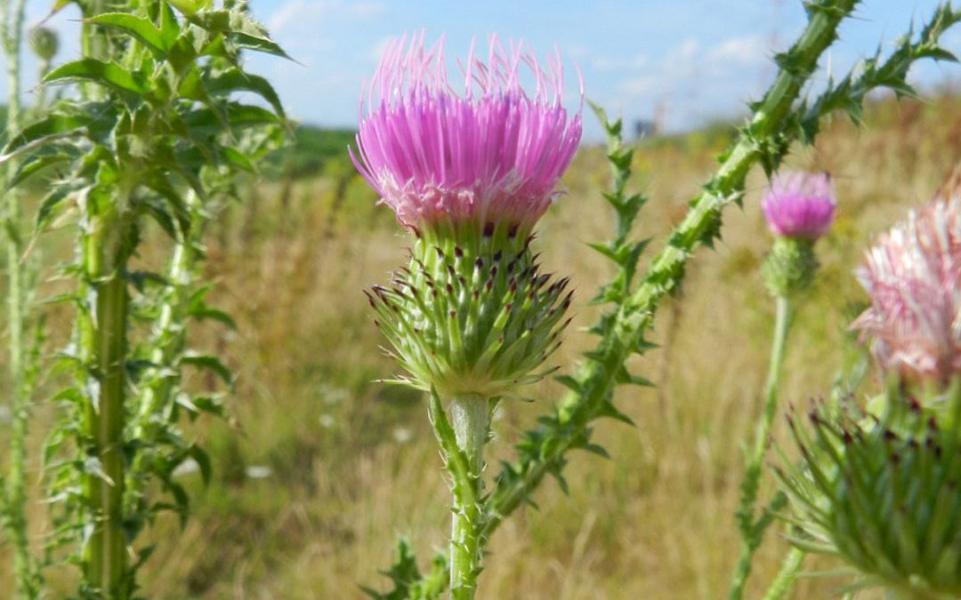 Plumeless Thistle