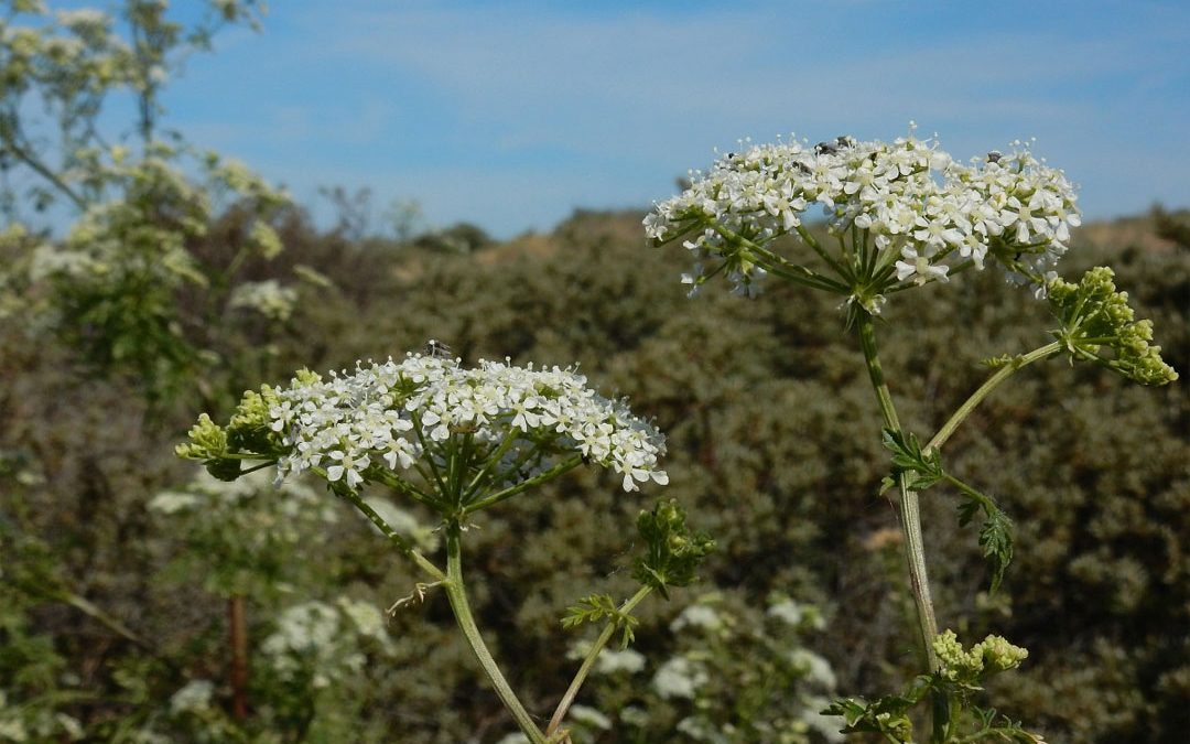 Poison Hemlock