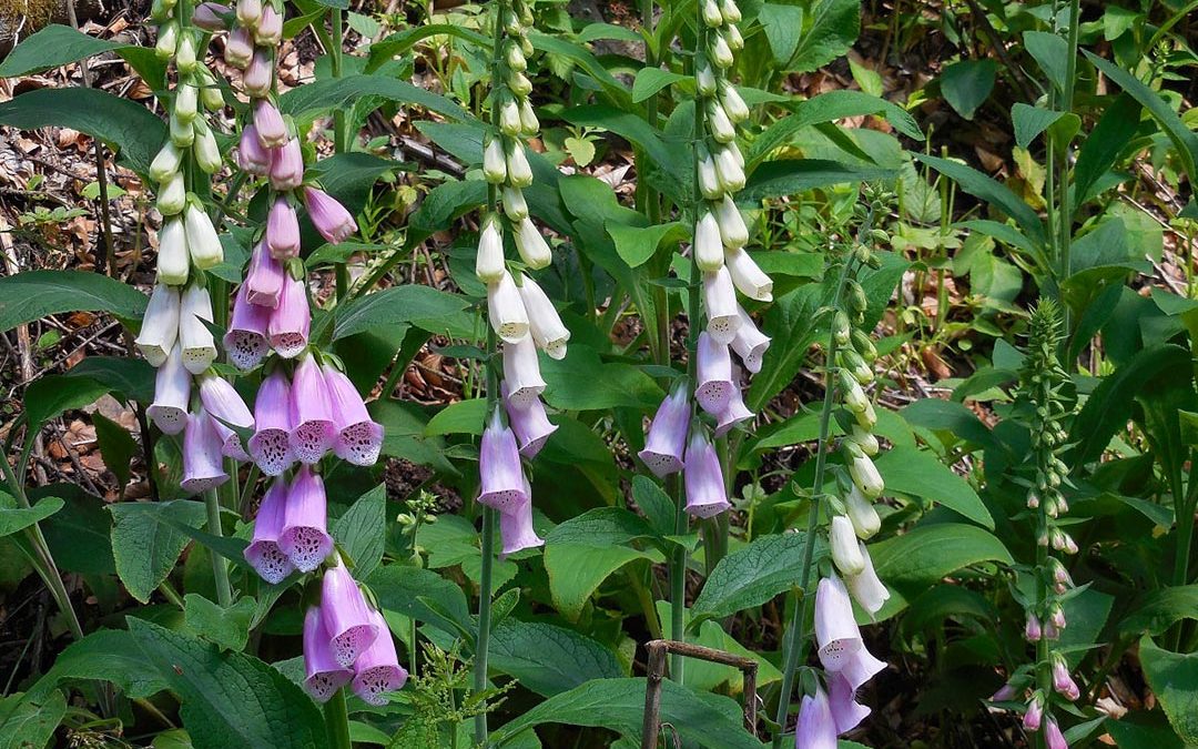 Purple Foxglove
