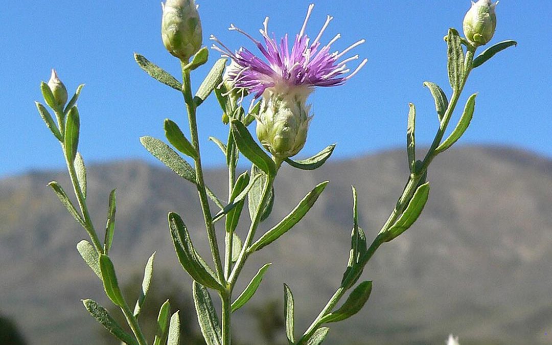Russian Knapweed