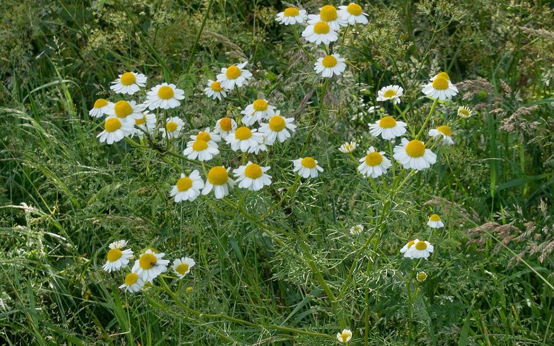 Scentless Chamomile