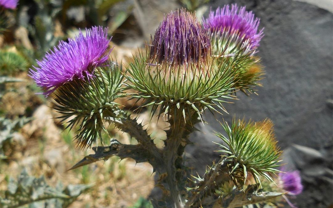 Scotch Thistle