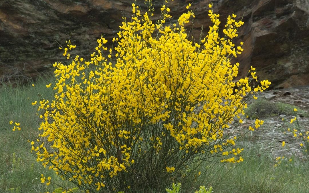 Scotch Broom