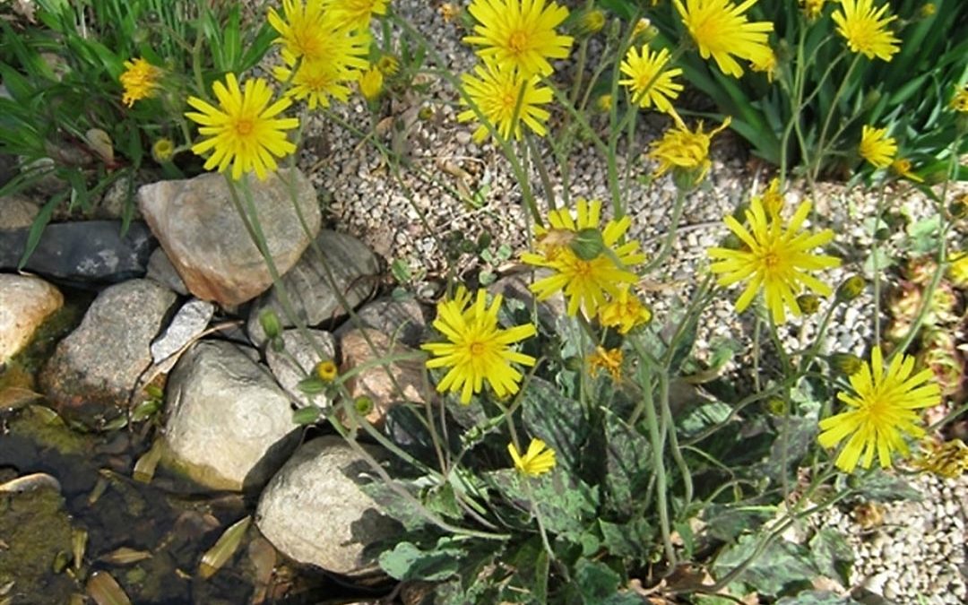 Spotted Hawkweed