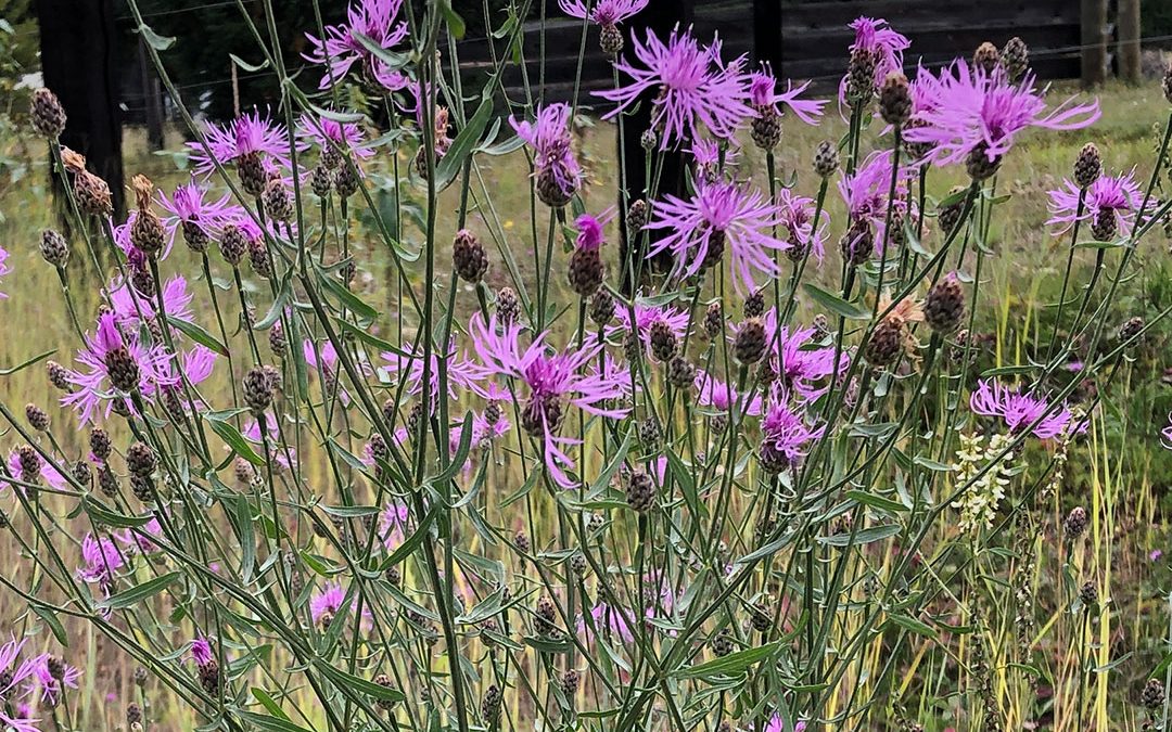 Spotted Knapweed