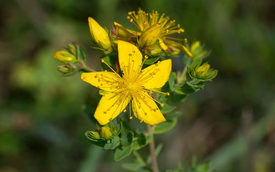St John’s Wort