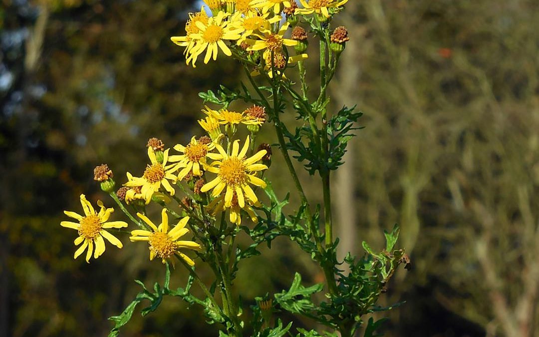 Tansy Ragwort