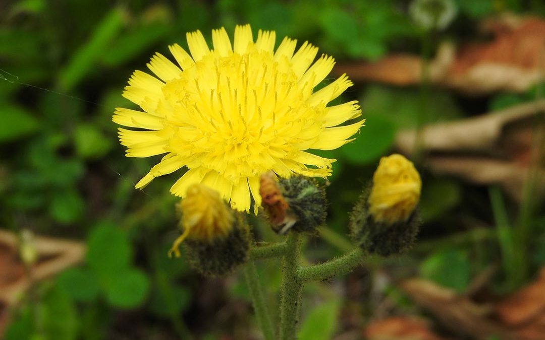 Whiplash Hawkweed
