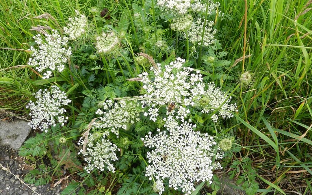 Wild Carrot