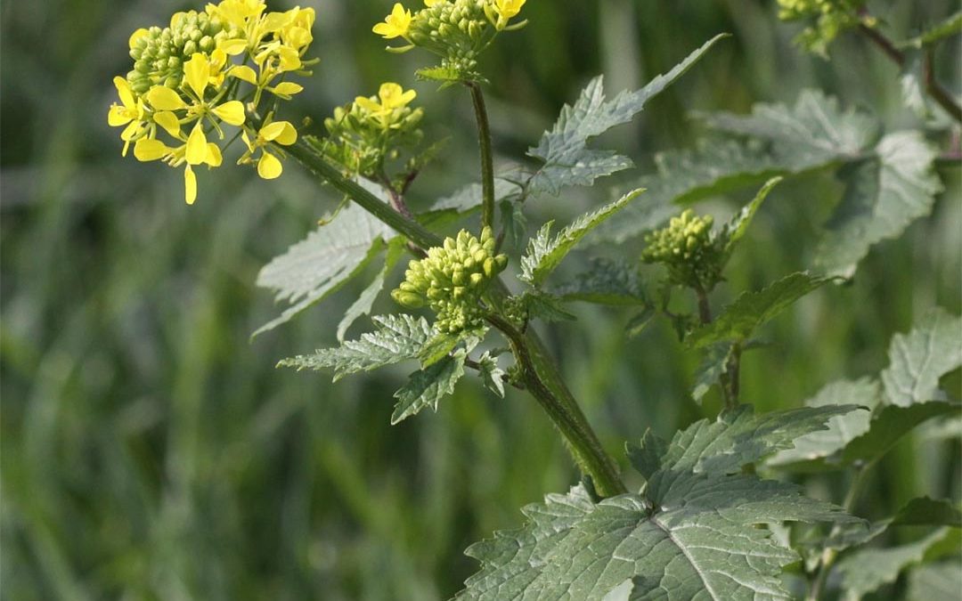 Wild Mustard