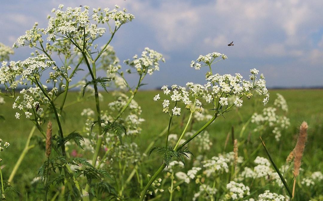 Wild Chervil