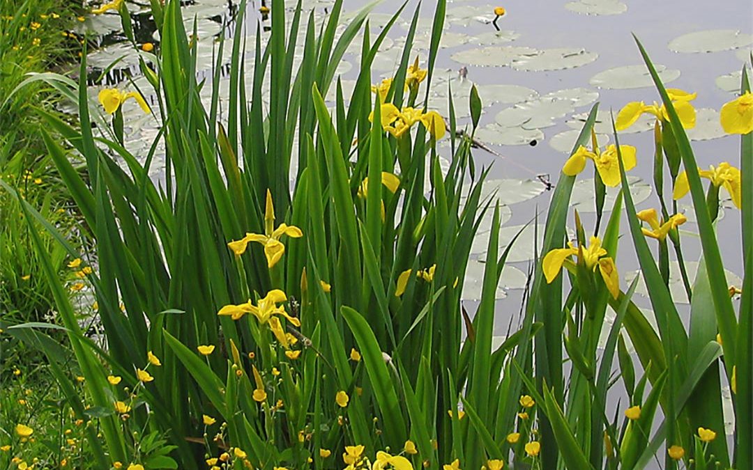 Yellow Flag Iris