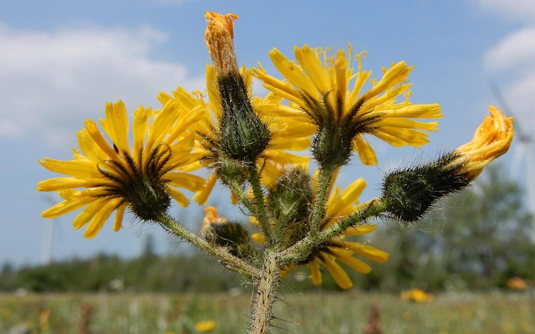 Yellow Hawkweeds