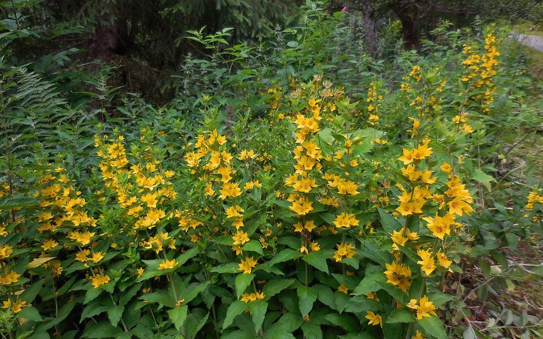 Yellow Loosestrife