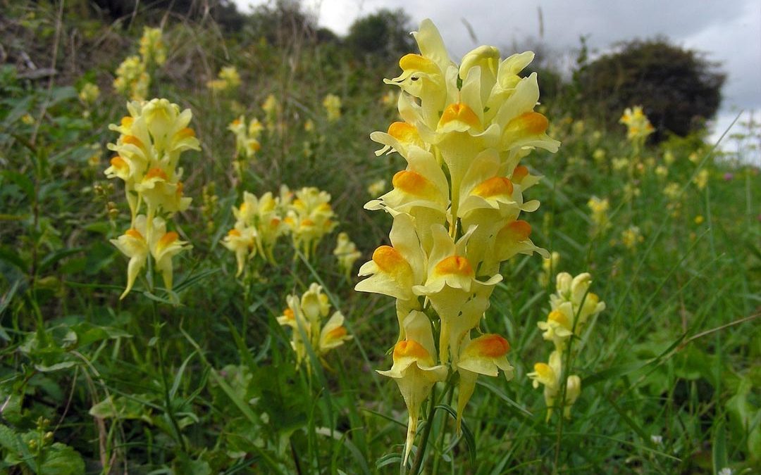 Yellow Toadflax
